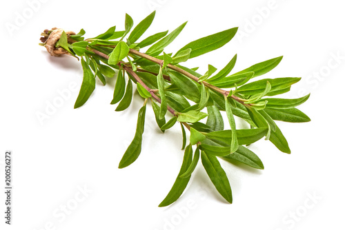 Fotografía Sprig of thyme, isolated on white background.