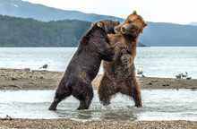 Conflict Between Bears On Kurile Lake, Kamchatka - Russia