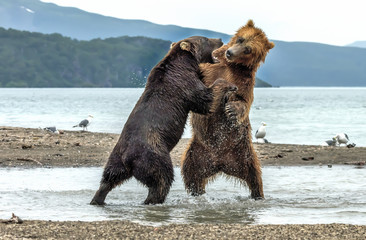 conflict between bears on kurile lake, kamchatka - russia