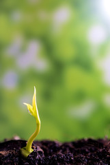 Bud leaves of young plant seeding in forest