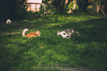 two funny cats playing in the park