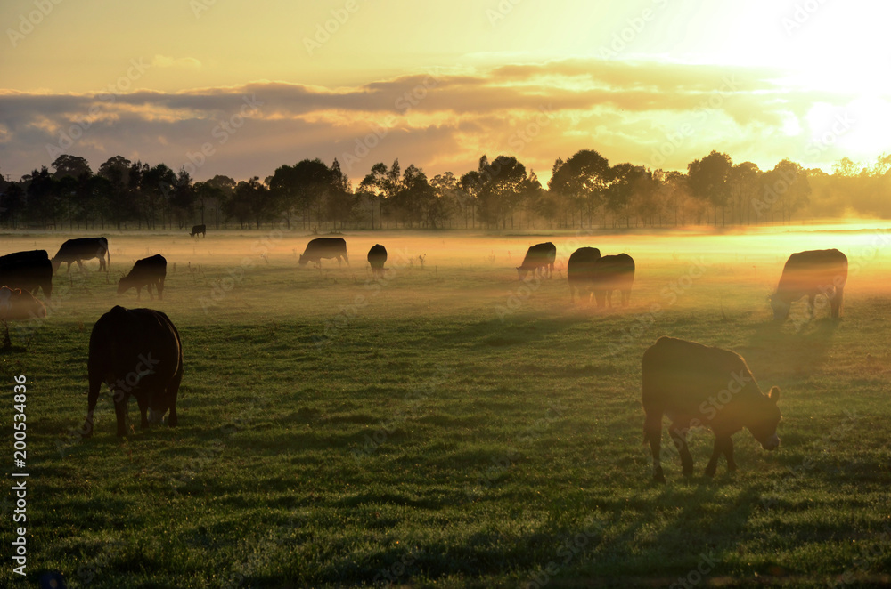 Rural landscape with herd of cows in morning fog at sunrise in Morpeth ...