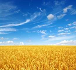 Wall Mural - wheat field and sky