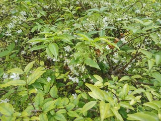 Naklejka na meble inside bush of green leaves those were cover little white flowers above.
