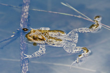 Common Toad (Bufo Bufo) Swin In A Pond