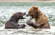 The quarrel of the bears - Kamchatka, Russia