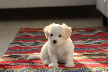 White puppy maltese dog sitting on carpet