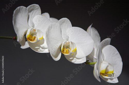 Zdjęcie XXL orchidea