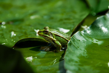 Wall Mural - toad on a green leaf