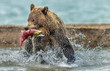 The bear catches the salmon - Kamchatka, Russia