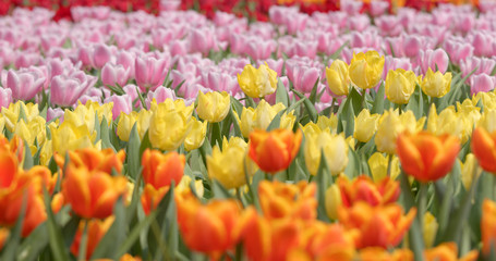 Canvas Print - Spring tulips flower farm