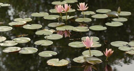 Canvas Print - Pink waterlily in lake