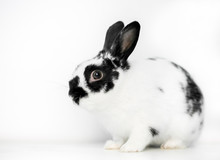 A Black And White Dwarf Rabbit On A White Background