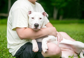 Wall Mural - A Pit Bull Terrier mixed breed dog cuddling in a person's lap