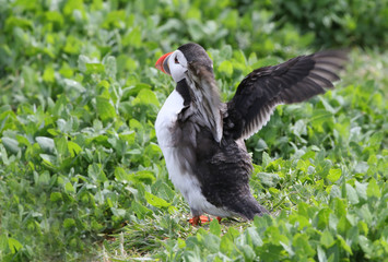 Poster - Atlantic Puffin from the Farne Islands