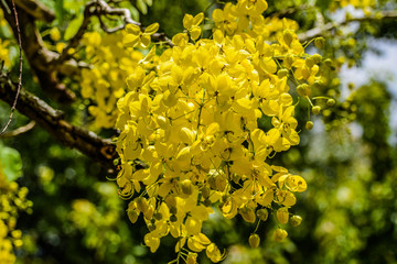 Golden rain tree blossom