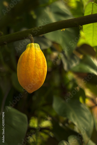 Fotografie, Obraz almost ripe cocoa tree (cacao tree) fruit hang on a branch