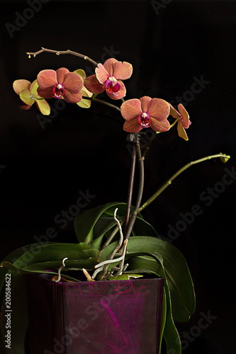 Zdjęcie XXL Jaskrawa pomarańczowa orchidea na czarnym tle