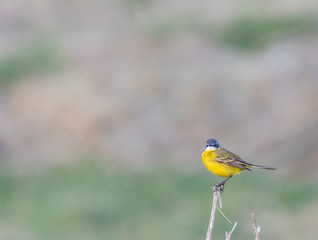  small and funny bird called yelow wagtail