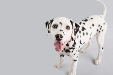 Wall Mural - Dalmatian Puppy on Isolated Background