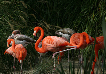 Fotoroleta zwierzę flamingo ptak egzotyczny dziki