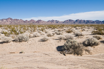 Wall Mural - Desert