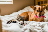 Fototapeta Zwierzęta - Dog and cat on bed