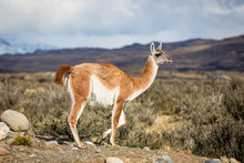 Guanaco, Lama Guanicoe, Admiring The Andes. Torres Del Paine National Park, Patagonia, Chile.