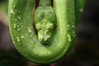 © vicnoon - Green snake
