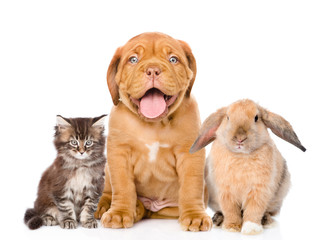 Canvas Print - Cat, dog and rabbit sitting together, isolated on white background