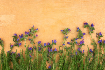 Wall Mural - Beautiful wild flowers on wooden background.