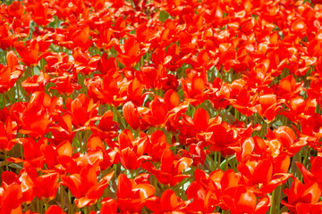 Wall Mural - Texture of red flowers tulips as nature background