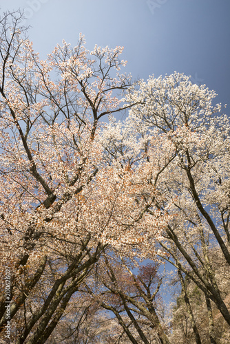 奈良の春 青空バックの桜風景 Stock Photo Adobe Stock