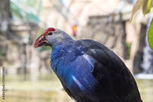 Purple Swamphen Bird With Blue Feathers Pond On The Background Purple Swamphen Bird With Blue Feathers Pond On The Background
