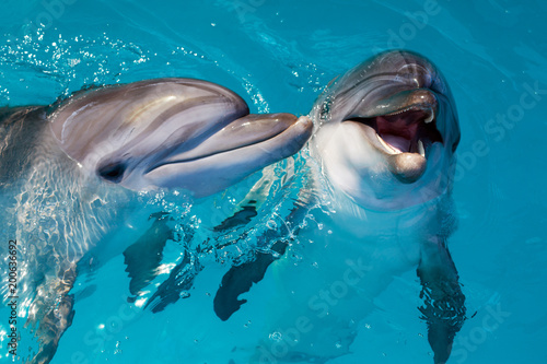 Obrazy delfiny  grupa-uroczych-inteligentnych-delfinow-w-oceanie