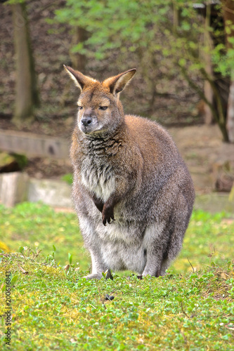 Fotomural Bennett Känguru schaut und träumt