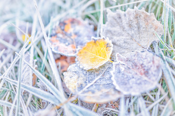 Wall Mural - Macro closeup of frost ice crystals on orange autumn leaves, grass in morning on ground background