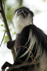 Wall Mural - Black and White Colobus - Uganda, Africa