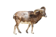 The European Moufflon Is A Ruminant Cloven-hoofed Animal Of The Sheep Genus Isolated On White Background