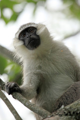 Wall Mural - Vervet Monkey - Uganda, Africa