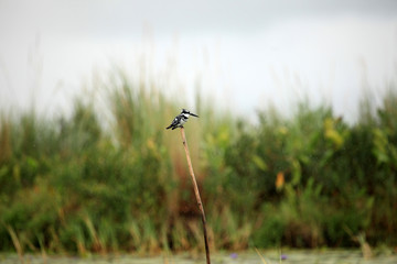 Wall Mural - Pied Kingfisher - Lake Opeta - Uganda, Africa