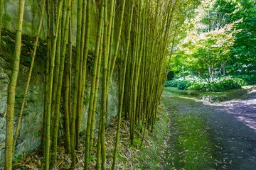  Bamboo forest trail in Fornas, azores, Portugal