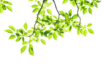 green leaf isolated on white background