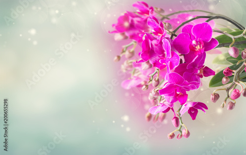 Plakat Bukiet fioletowych orchidei