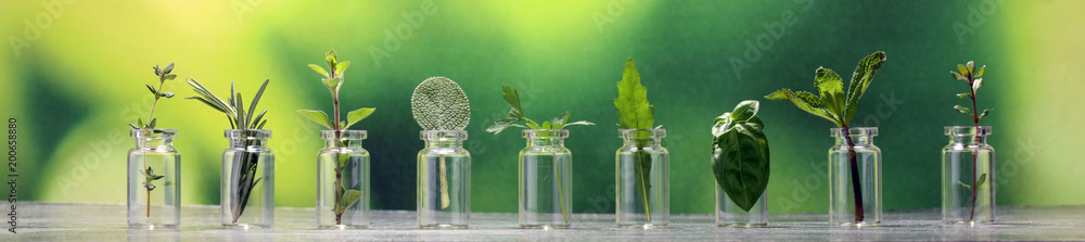 Homegrown and aromatic herbs in glass - obrazy, fototapety, plakaty 