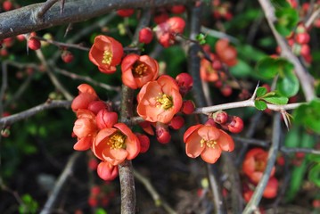 Wall Mural - Pigwowiec - Chaenomeles