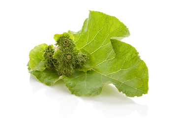 Wall Mural - Healthy medical burdock plant leaf with blossom.