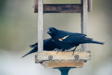 Red Winged Blackbird At Sunflower Feeder. Horizontal Image With Background Intentional Out Of Focus In Soft Neutral Colors. 