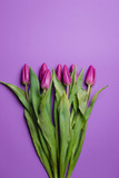 Fototapeta Tulipany - Beautiful purple tulip background. Purple tulips