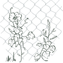Ipomoea On The Grid.Blue Ipomoea.Children's Illustration, The Flowers Are Crawling On The Grid. Creeping Flowers.
